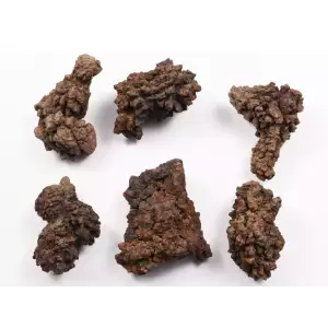 Coprolite: Fossilized Dinosaur Poop (4)