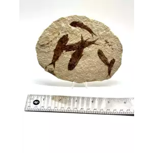 Fossilized Fish