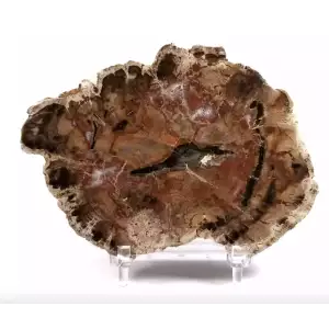Petrified Wood Slab (Madagascar) Triassic, 252 to 201 MYA (5)