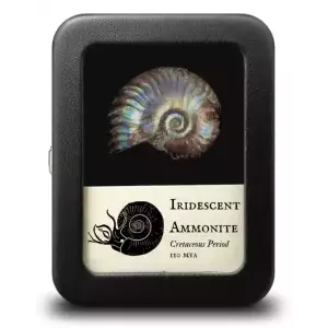Iridescent Ammonite Cretaceous, 100 MYA Madagascar (2)